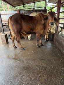 Lembu Jantan