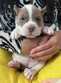 AMERICAN BULLY PUPPIES D108 🐻 Exotic - Pocket