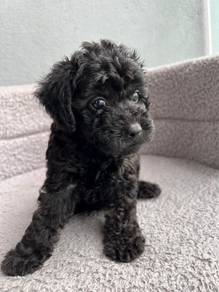 Beautiful, fluffy & adorable Black Poodle puppies 
