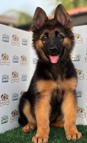 German Shepherd