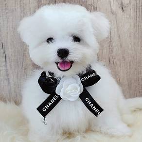 Maltipoo