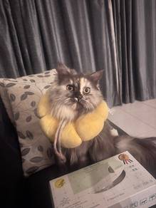 Domestic Longhair (Persian mix) - Tortoiseshell