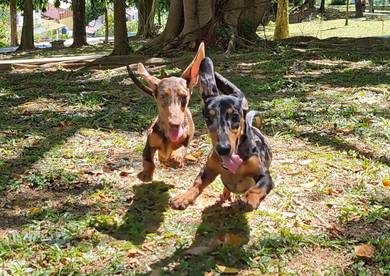 Special Color Daschund Limited edition
