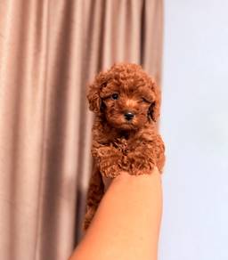 poodle 14