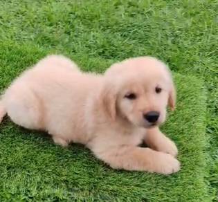 MKA Golden Retriver