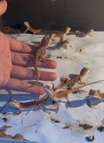 Bearded Dragon
