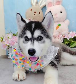 Wooly Husky