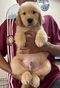 Golden Rettiver,