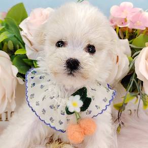 Bichon