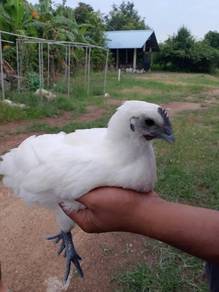 ayam selasih
