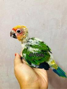 Burung sun conure parrot