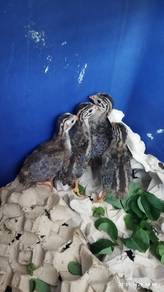 anak ayam mutiara untuk dijual usia 2 minggu 