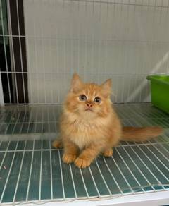 Kucing BLH