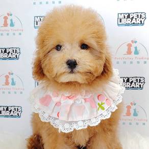 Toy Poodle