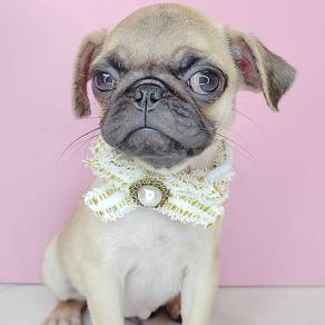 Pug