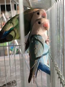 Lovebirds 
