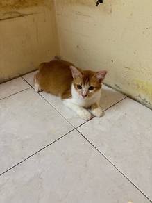 Free adoption kucing