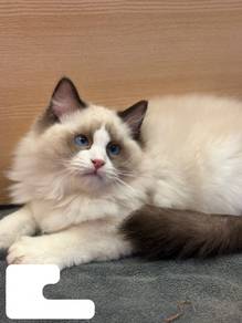 Ragdoll