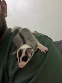 Sepasang Sugar Glider