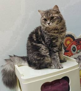Adorable Scottish short hair kittens 🥰