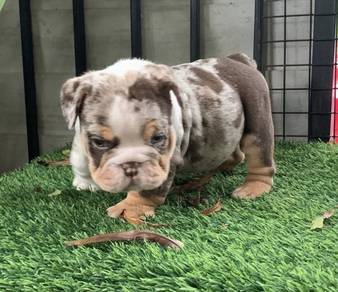 ENGLISH BULLDOG PUPPIES VIP20🐻 BullDog Available