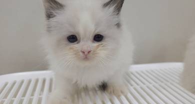 ragdoll