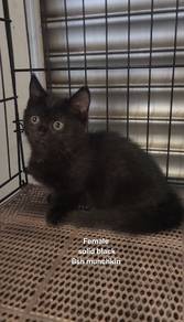 bsh munchkin female 