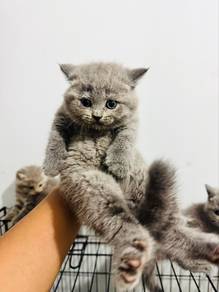 British Shorthair (bsh)