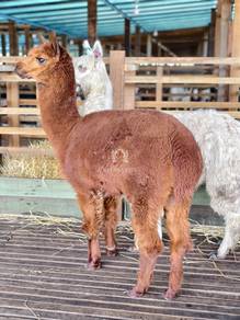 Alpaca