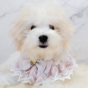 Maltipoo