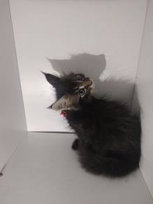 Purebreed Mainecoon