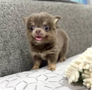 CHIHUAHUA PUPPIES 165🌷Head Apple Cute Dog Boy