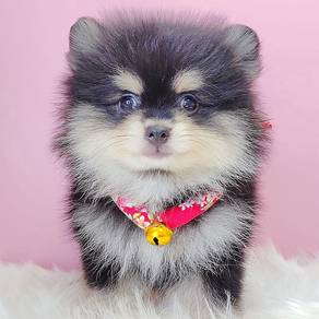 Pomeranian