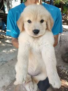 Golden Retriever Puppy 123