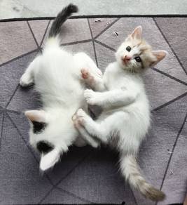 Kucing / Cat Turkish Van 
