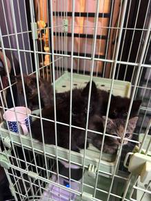 Anak kucing Kitten