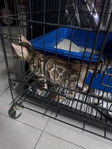 Bengal Brown rossette