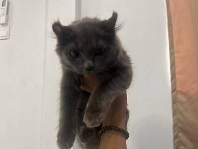 kitten American curl DLH