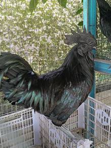 Ayam Cemani B Jantan