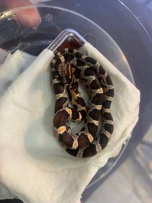 Corn Snake - Het Amel