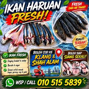 Ikan Haruan