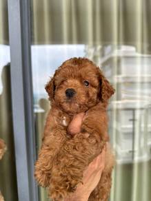 Red toy poodle 