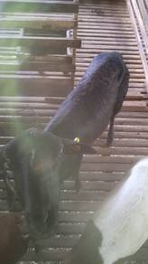 kambing bebiri santaines