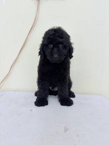 Toy Poodle Male puppy offer