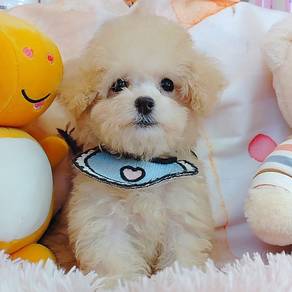 Poodle