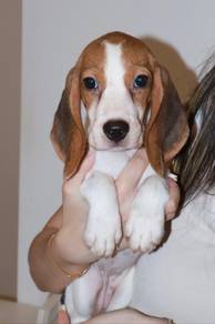 J0786 Beagle Adorable Floppy Ears Sweet Puppy
