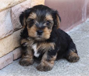 YORKSHIRE TERRIER PUPIES Y51🌻 Male-Female