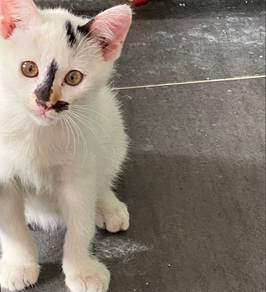 anak kucing/ kitten