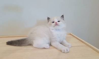 ragdoll
