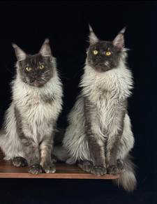 mainecoon